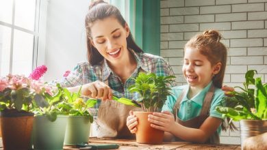 معجزه گیاهان آپارتمانی: راه‌هایی برای خلق محیطی سالم و تمیز