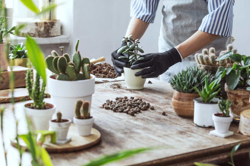 روش جذاب برای نجات گیاهان آپارتمانی خشک شده