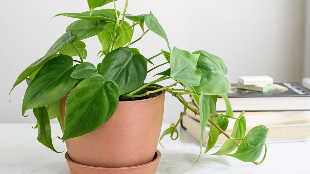 فیلودندرون برگ قلبی (Philodendron spp)