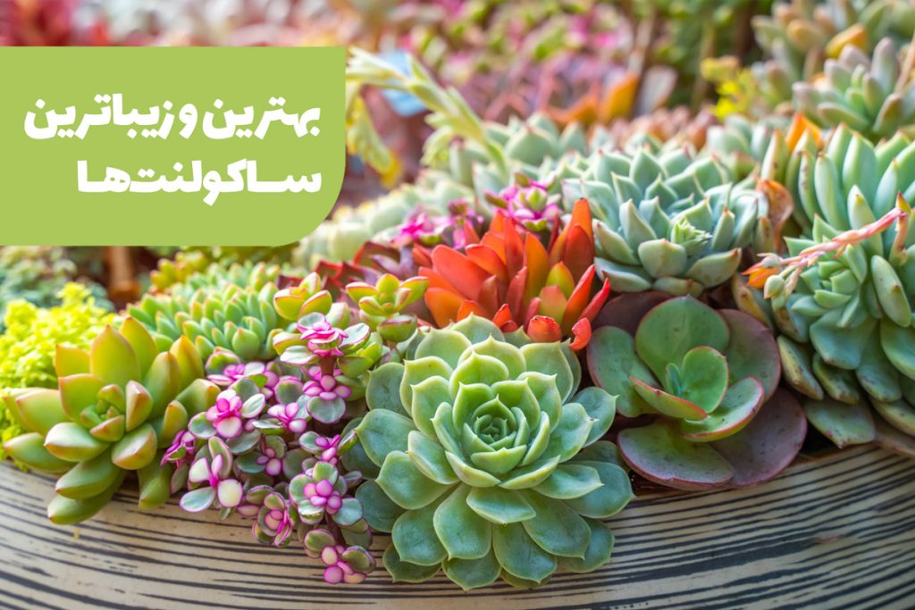 بهترین ساکولنت ها برای خانه و محل کار