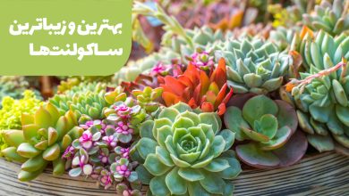 بهترین ساکولنت ها برای خانه و محل کار