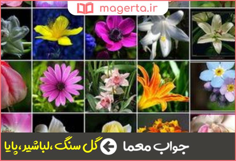 جواب معما نوعی گیاه سه حرفی در جدول