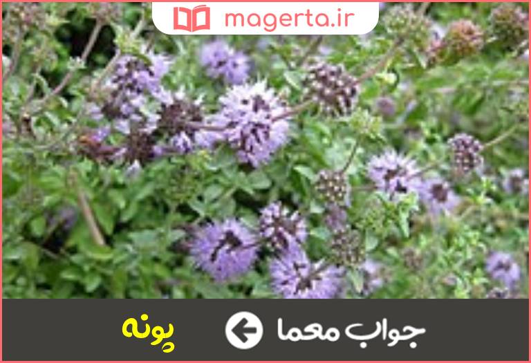 جواب معما گیاهی آبی و خوشبو در جدول