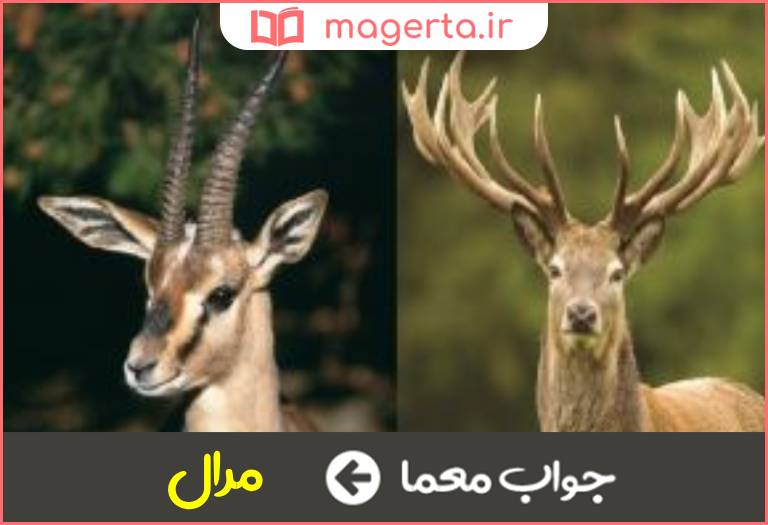 جواب معما گوزن یا آهو در جدول