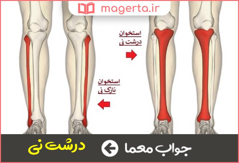 جواب معما یکی از دو استخوان ساق پا در جدول