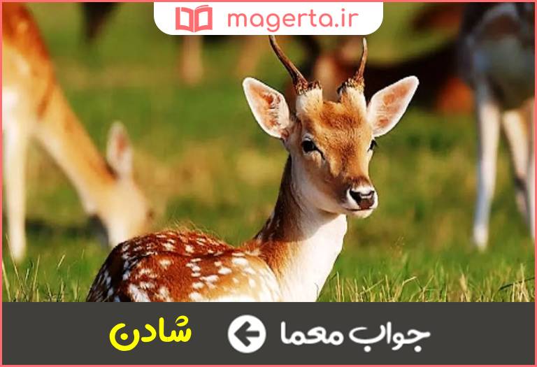 جواب معما آهوی جوان در جدول