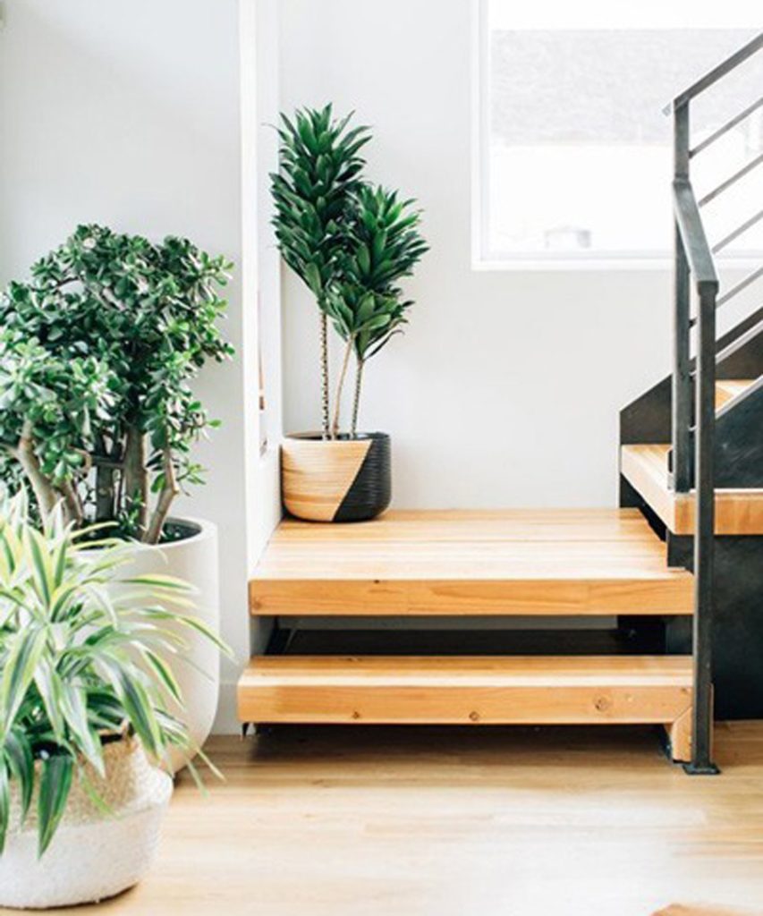 گیاهان آپارتمانی برای دکوراسیون ورودی خانه