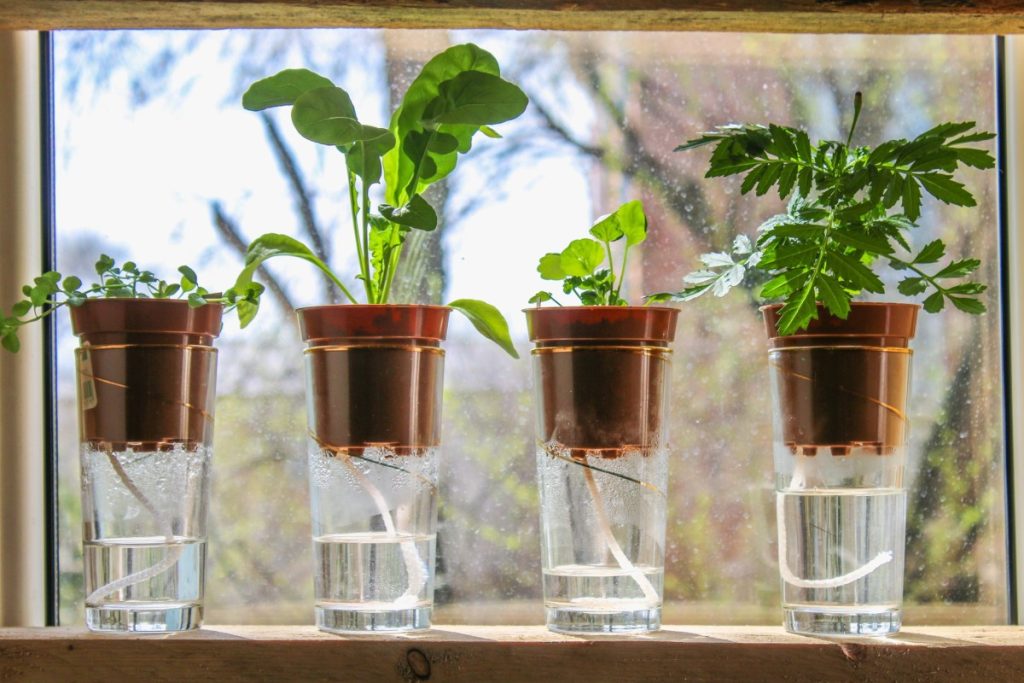 ترفندهای خلاقانه برای آبرسانی به گیاهان در سفر