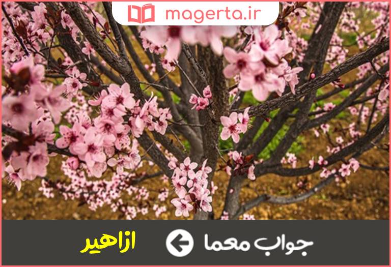 جواب معما شکوفه های گل در جدول