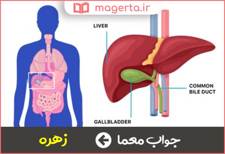 جواب معما مایع کیسه صفرا در جدول
