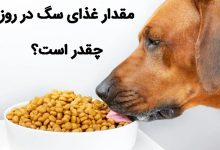 مقدار غذای موردنیاز سگ در روز
