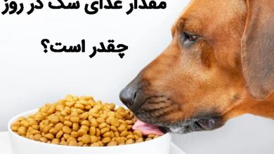 مقدار غذای موردنیاز سگ در روز