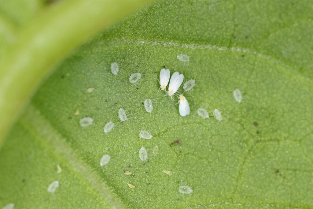 از بین بردن حشرات سفید روی گیاهان