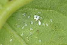 از بین بردن حشرات سفید روی گیاهان