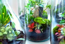 روش رشد گیاه پتوس در تراریوم