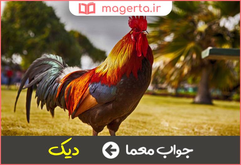 جواب معما خروس عربی در جدول