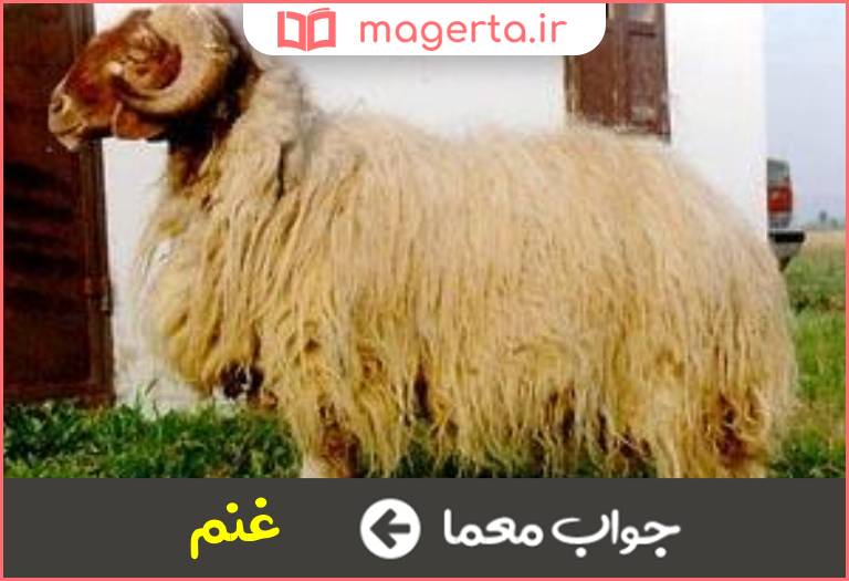 جواب معما گوسفند عربی در جدول