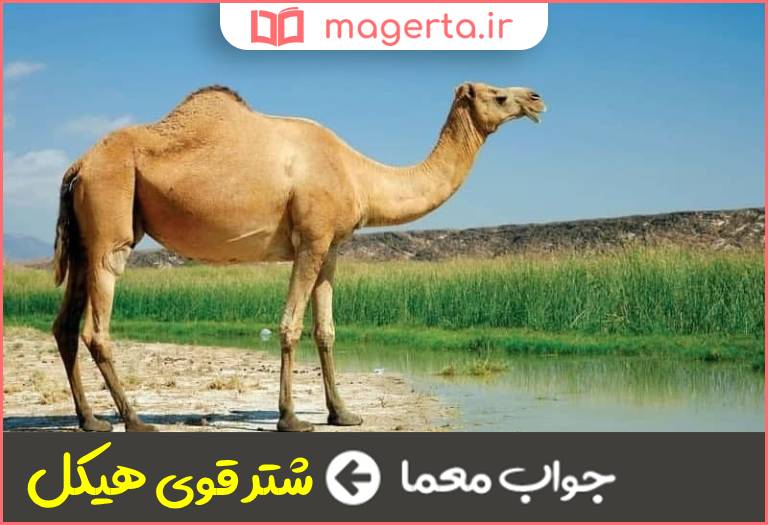 جواب معما بختی در جدول