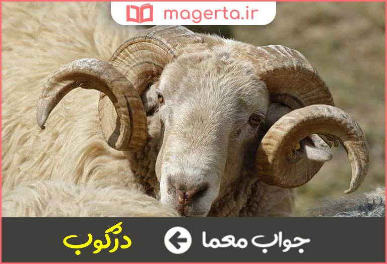 جواب معما گوسفند نر در جدول