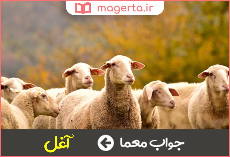 جواب معما استراحتگاه گوسفندان در جدول