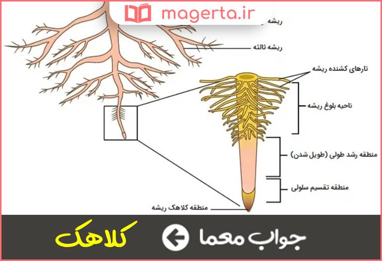 جواب معما محفظه ریشه در جدول