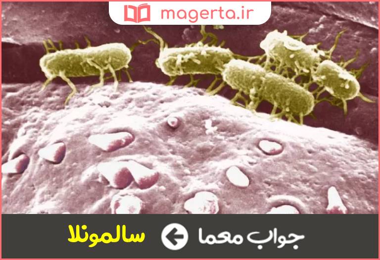 جواب معما باکتری حصبه در جدول