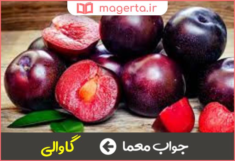 جواب معما معنی اسم آلو ترکی در جدول