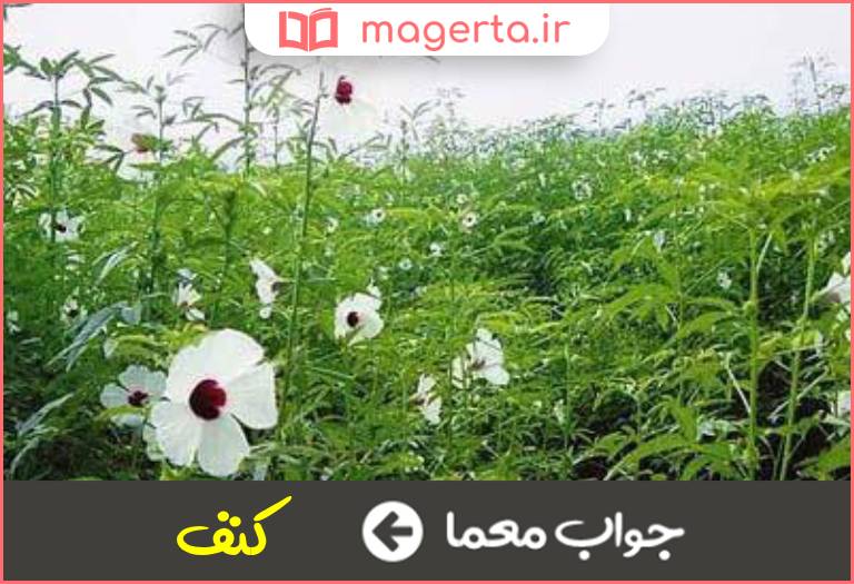 جواب معما گیاهی از تیره پنیرکیان دارای الیاف سلولزی بسیار محکم در جدول