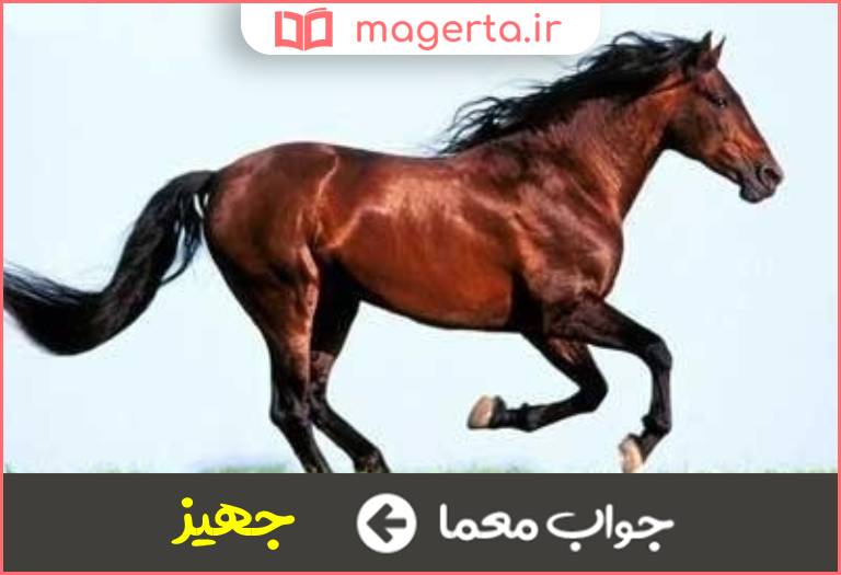 جواب معما اسب چالاک و سریع در جدول