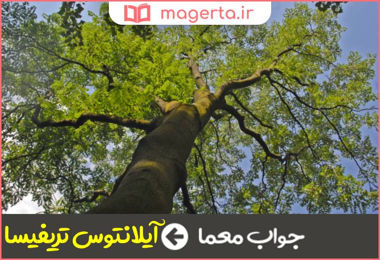 جواب معما درختی هندی به بزرگی درخت گردو در جدول