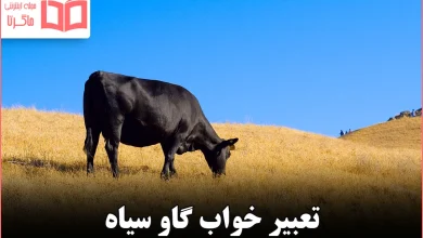 تعبیر خواب گاو سیاه