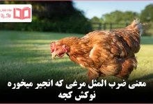 معنی ضرب المثل مرغی که انجیر میخوره نوکش کجه