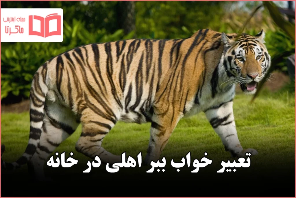 تعبیر خواب ببر اهلی در خانه