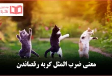 معنی ضرب المثل گربه رقصاندن