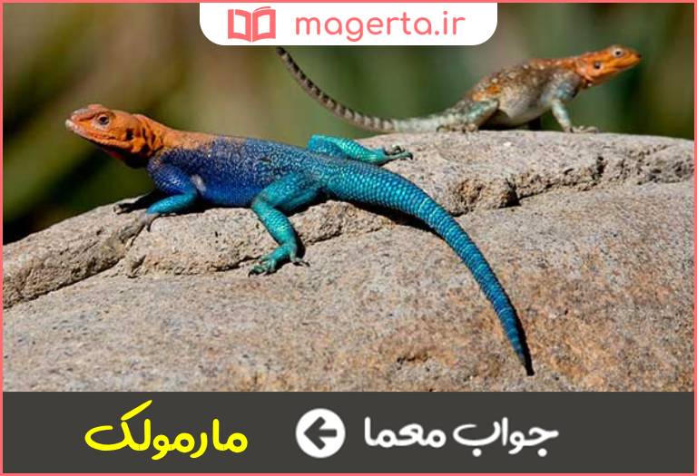 جواب معما سوسمار کوچک در جدول