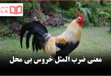 معنی ضرب المثل خروس بی محل