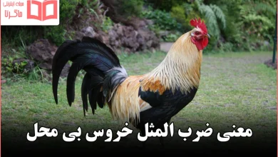 معنی ضرب المثل خروس بی محل