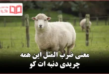 معنی ضرب المثل این همه چریدی دنبه ات کو