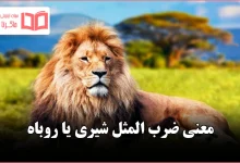 معنی ضرب المثل شیری یا روباه