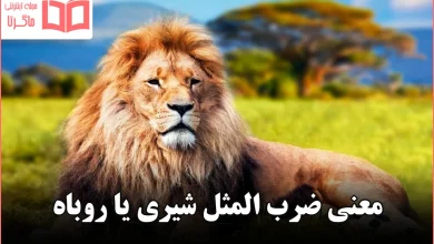 معنی ضرب المثل شیری یا روباه