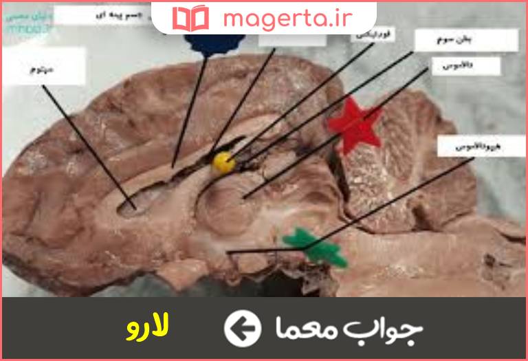 جواب معما کرمینه در جدول