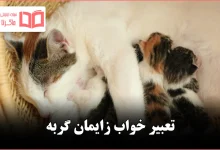 تعبیر خواب زایمان گربه