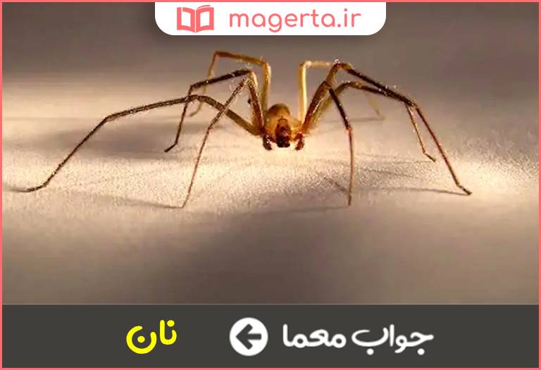 جواب معما عنکبوت نر در جدول