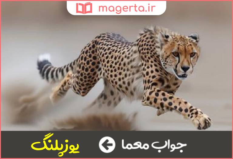 جواب معما از حیوانات تیزرو در جدول