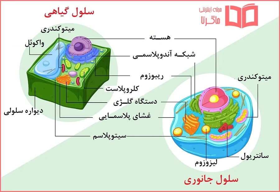 پاسخ صفحه 69 آزمایش علوم دهم