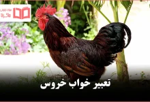 تعبیر خواب خروس