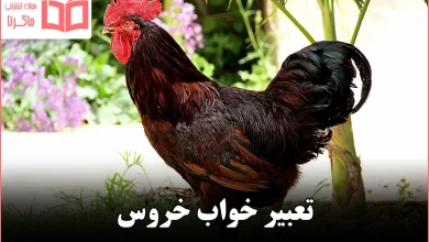 تعبیر خواب خروس