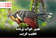 تعبیر خواب پرنده عجیب غریب