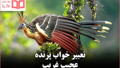 تعبیر خواب پرنده عجیب غریب