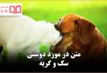 متن در مورد دوستی سگ و گربه